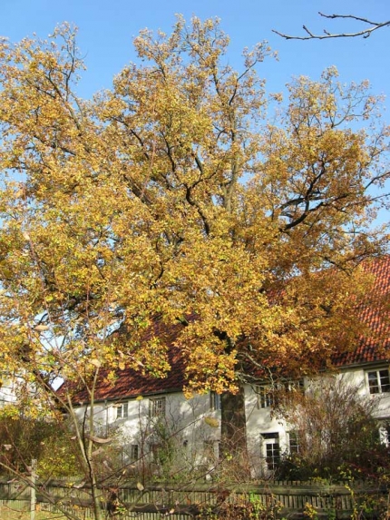Bild 2 von Eiche auf dem Hof Altmarweg
